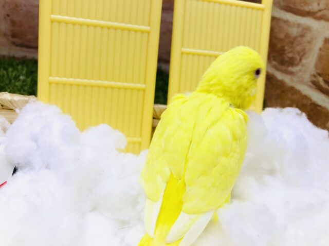 セキセイインコ