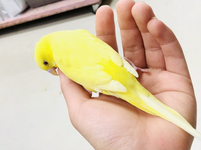 セキセイインコ