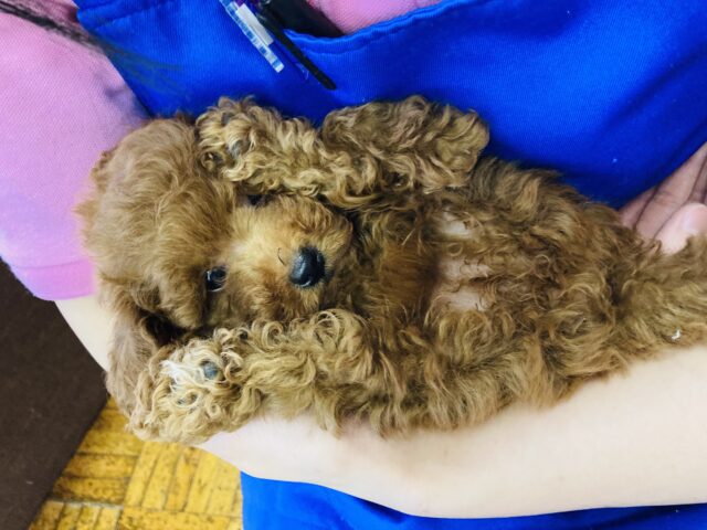 癒しと元気をあげる⸜❤︎⸝トイプードルちゃん(レッド)、女のコ入舎です🌟♀ トイプードル