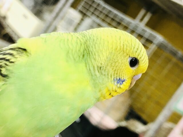 セキセイインコ