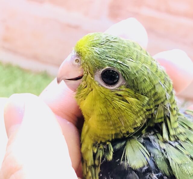 サザナミインコ