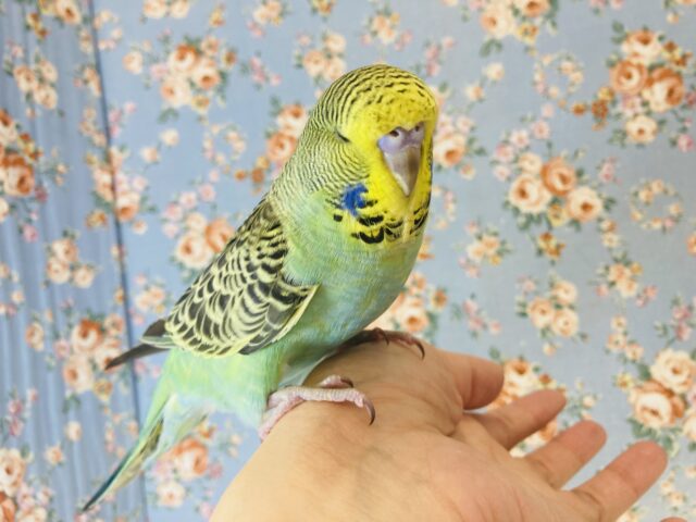 ジャンボセキセイインコ