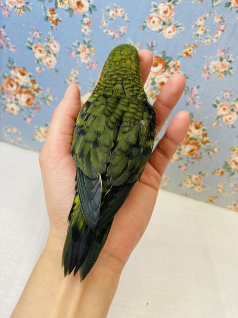 サザナミインコ