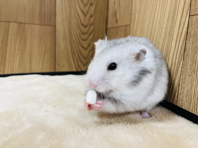 ゴールデンハムスター