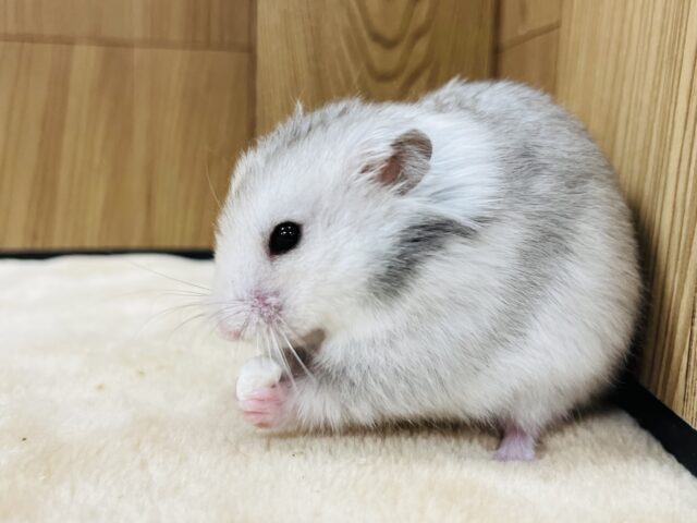 ゴールデンハムスター