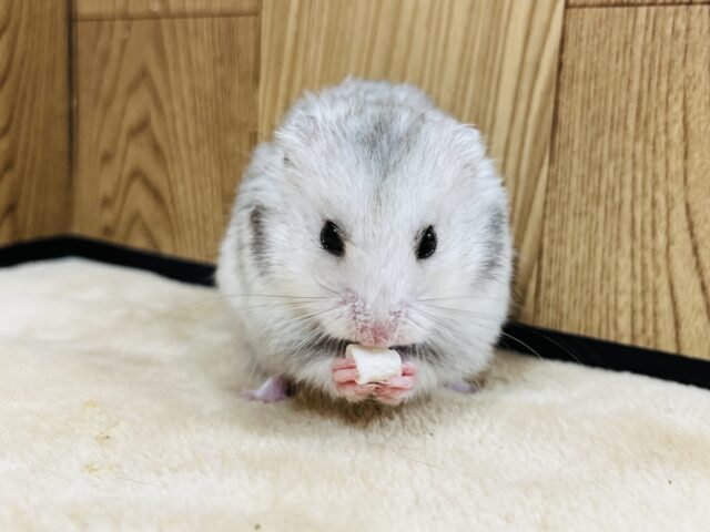 ゴールデンハムスター