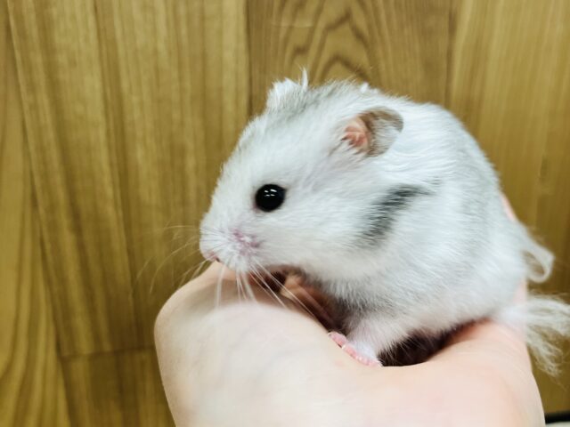 ゴールデンハムスター