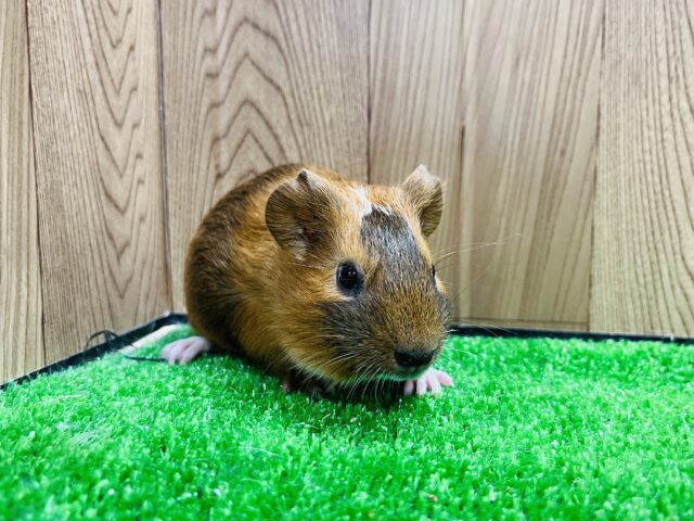 イングリッシュモルモット