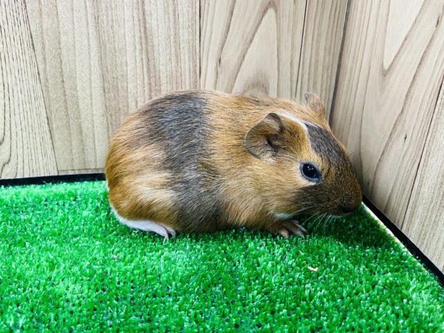 イングリッシュモルモット