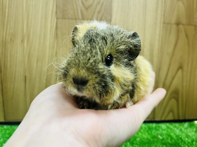 テッセルモルモット