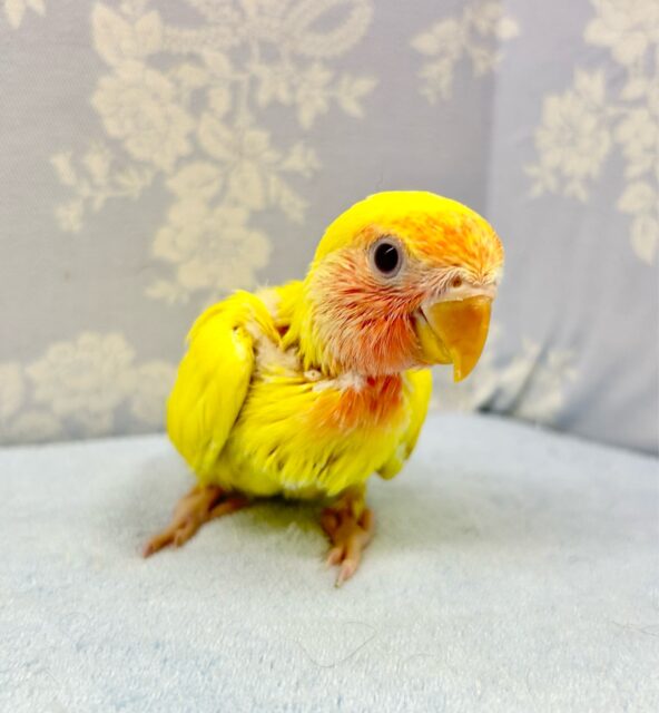 コザクラインコ（小桜インコ）