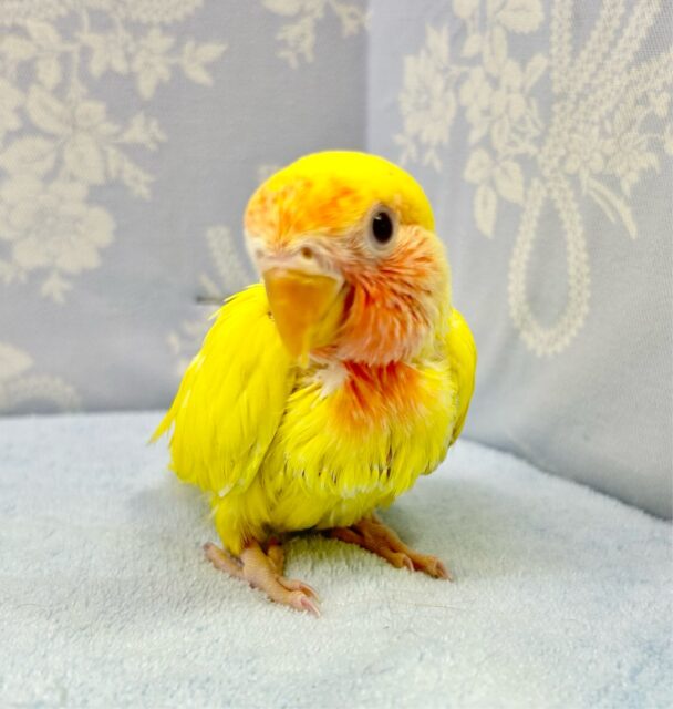 コザクラインコ（小桜インコ）