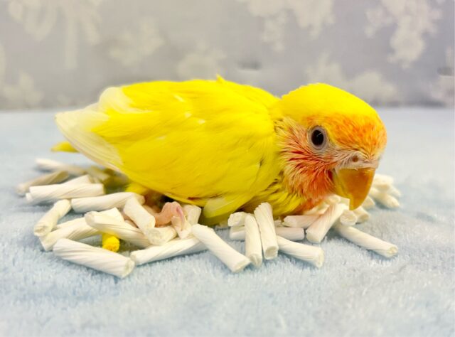 コザクラインコ（小桜インコ）