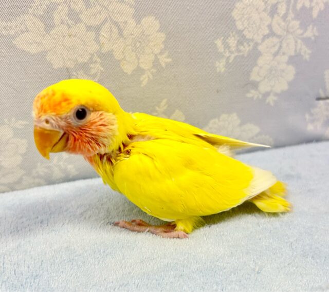 コザクラインコ（小桜インコ）