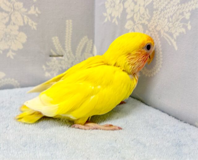 コザクラインコ（小桜インコ）