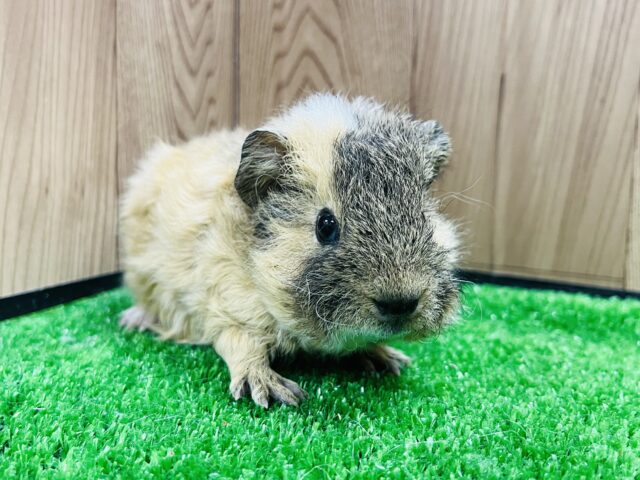 テッセルモルモット