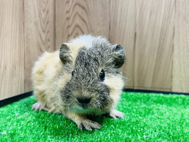 テッセルモルモット