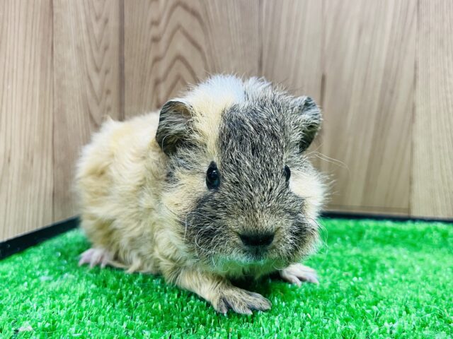 テッセルモルモット