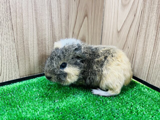 テッセルモルモット