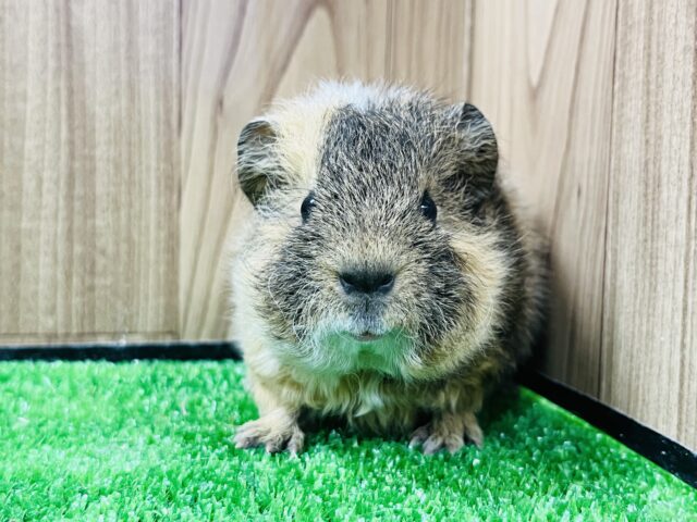 テッセルモルモット