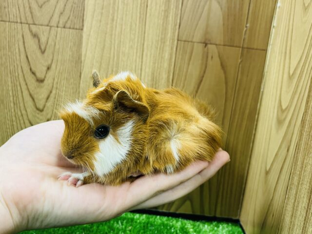 アビシニアンモルモット