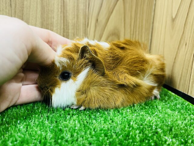 アビシニアンモルモット