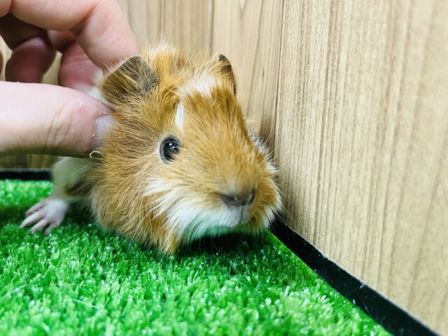 アビシニアンモルモット