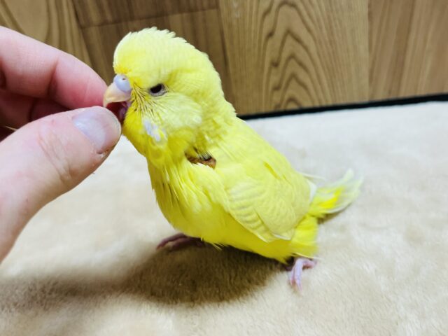 ジャンボセキセイインコ