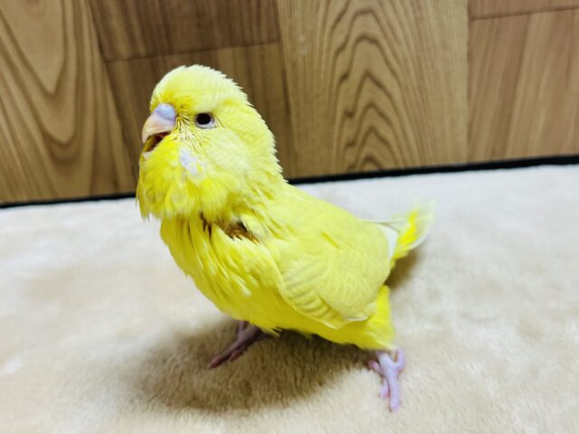 ジャンボセキセイインコ