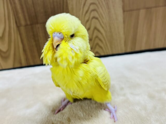 ジャンボセキセイインコ