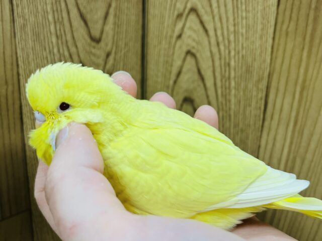 ジャンボセキセイインコ