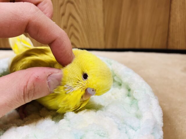 ジャンボセキセイインコ
