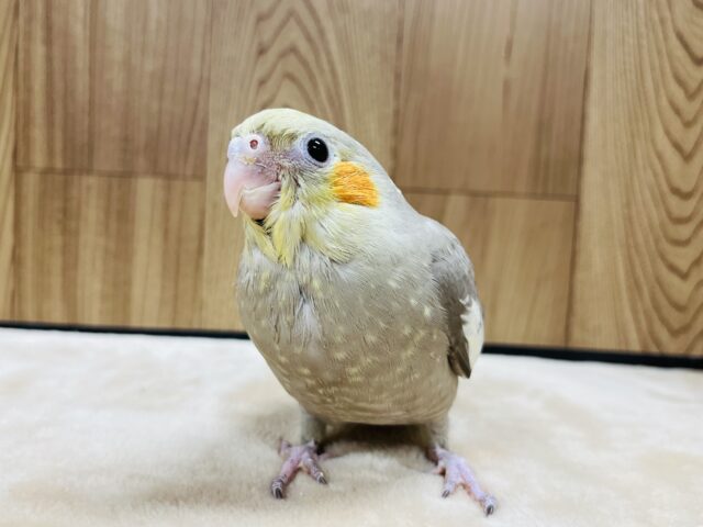 オカメインコ