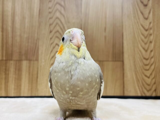 オカメインコ