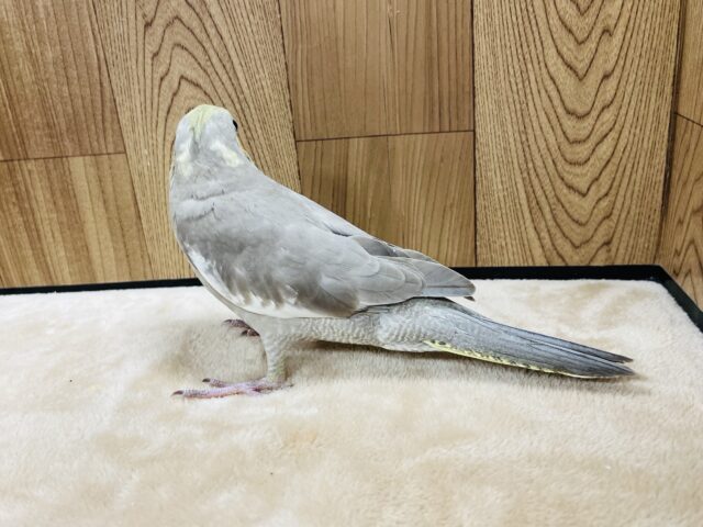 オカメインコ