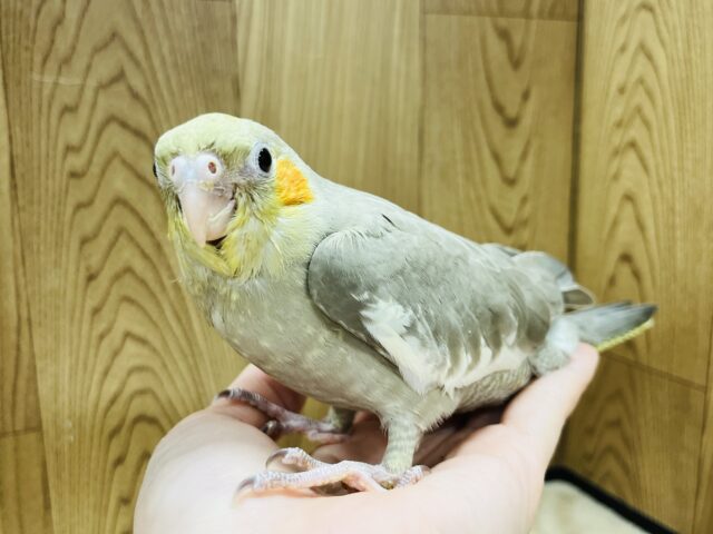 オカメインコ