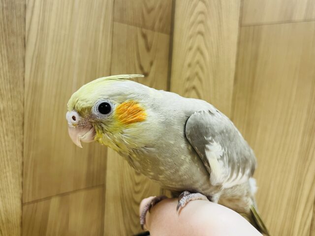 オカメインコ