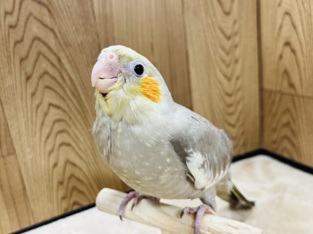 オカメインコ
