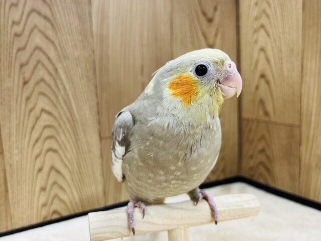 オカメインコ