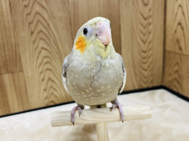 オカメインコ