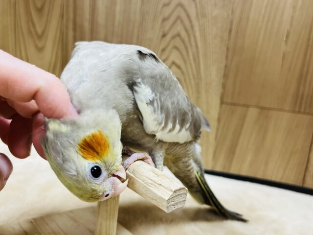オカメインコ