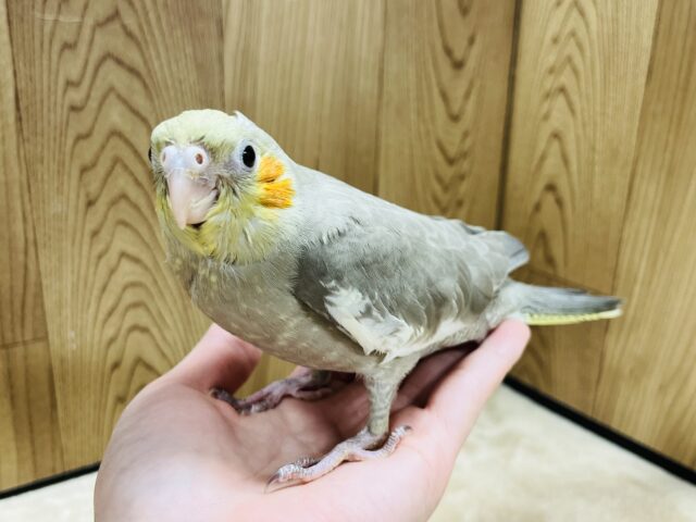 オカメインコ