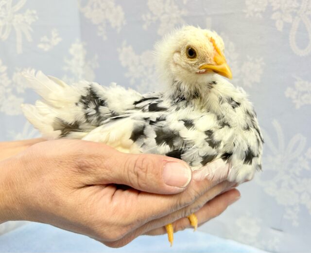 白黒🤍🖤ゴイシチャボ 2023年12月生まれ 碁石チャボ(ゴイシチャボ)