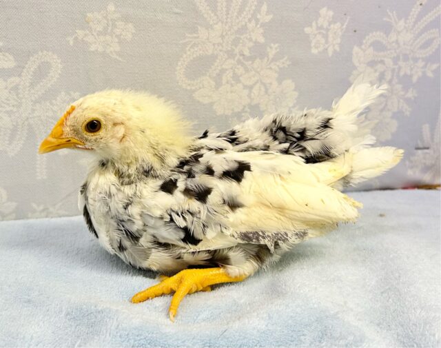 白黒🤍🖤ゴイシチャボ 2023年12月生まれ 碁石チャボ(ゴイシチャボ)