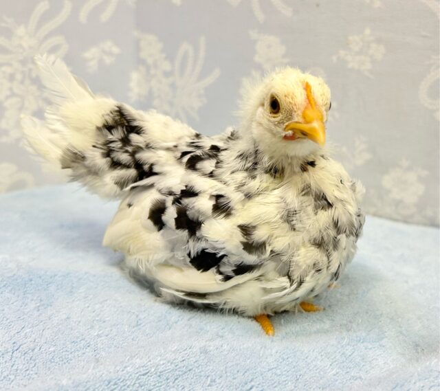 碁石チャボ（ゴイシチャボ）