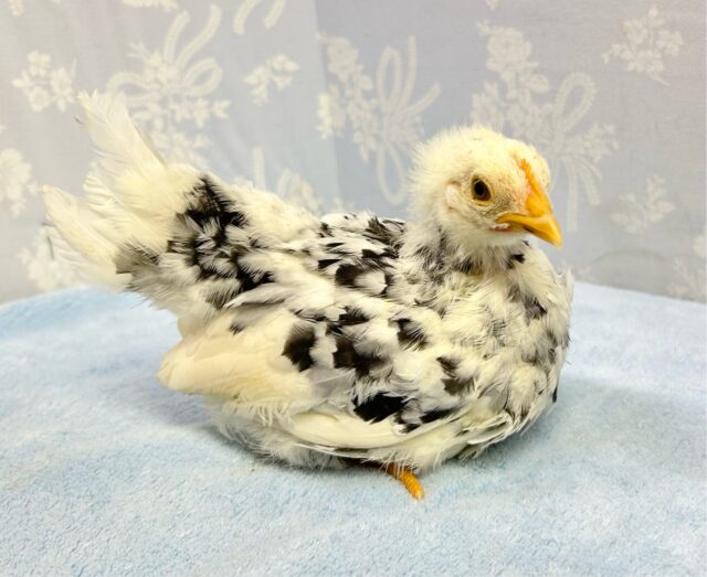 碁石チャボ（ゴイシチャボ）