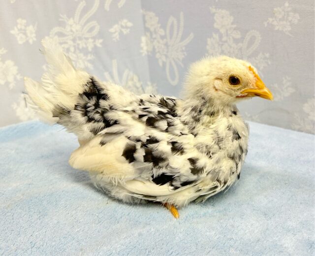 碁石チャボ（ゴイシチャボ）