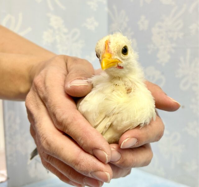 桂チャボ（カツラチャボ）