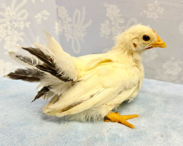 桂チャボ（カツラチャボ）