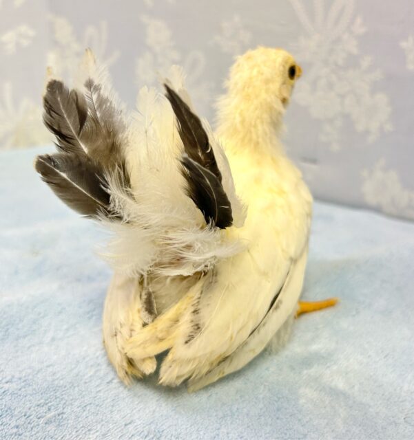 桂チャボ（カツラチャボ）